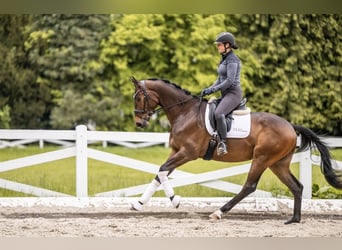 Trakehner, Castrone, 3 Anni, 167 cm, Baio