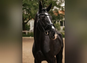Trakehner, Castrone, 3 Anni, 167 cm, Morello