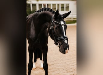 Trakehner, Castrone, 3 Anni, 167 cm, Morello