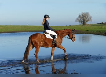 Trakehner, Castrone, 3 Anni, 167 cm, Sauro