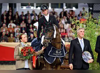 Trakehner, Castrone, 3 Anni, 168 cm, Baio