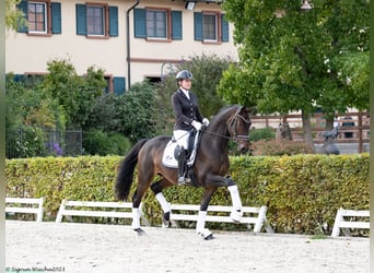 Trakehner, Castrone, 3 Anni, 168 cm, Baio