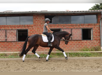 Trakehner, Castrone, 3 Anni, 168 cm, Baio scuro