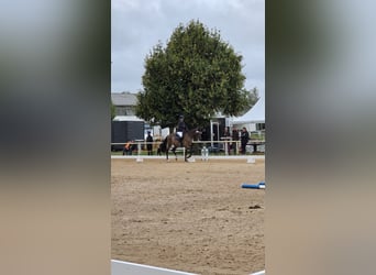 Trakehner, Castrone, 3 Anni, 169 cm, Baio
