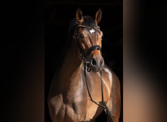 Trakehner, Castrone, 3 Anni, 169 cm, Baio