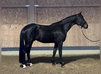 Trakehner, Castrone, 3 Anni, 169 cm, Baio nero