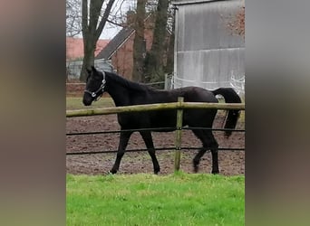 Trakehner, Castrone, 3 Anni, 169 cm, Morello