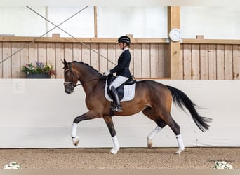 Trakehner, Castrone, 3 Anni, 171 cm, Baio