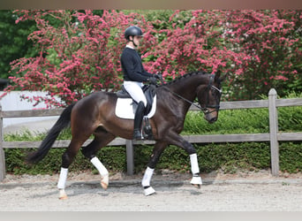Trakehner, Castrone, 3 Anni, 172 cm, Baio scuro