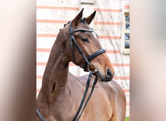 Trakehner, Castrone, 3 Anni, Baio