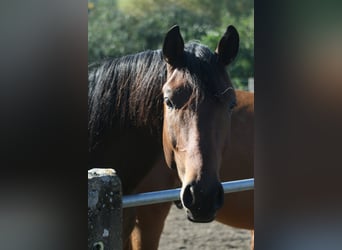 Trakehner, Castrone, 3 Anni, Baio scuro
