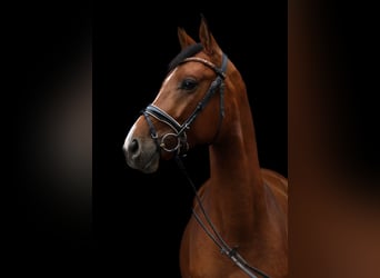 Trakehner, Castrone, 4 Anni, 161 cm, Baio