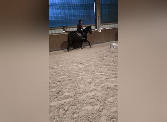 Trakehner, Castrone, 4 Anni, 161 cm, Baio scuro