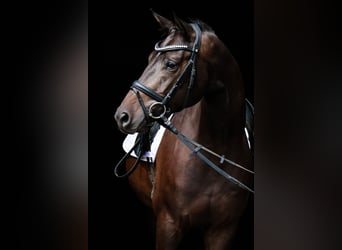 Trakehner, Castrone, 4 Anni, 163 cm, Baio scuro