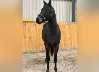Trakehner, Castrone, 4 Anni, 163 cm
