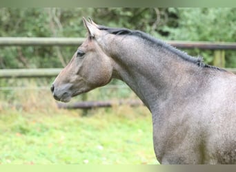 Trakehner, Castrone, 4 Anni, 163 cm, Grigio