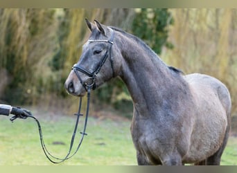 Trakehner, Castrone, 4 Anni, 163 cm, Grigio