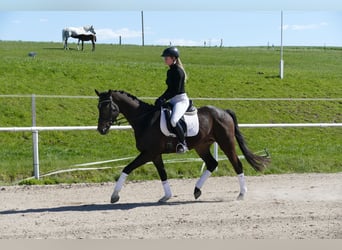 Trakehner, Castrone, 4 Anni, 164 cm, Baio nero