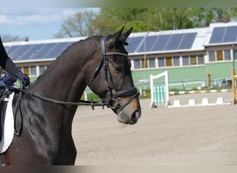Trakehner, Castrone, 4 Anni, 164 cm, Baio nero