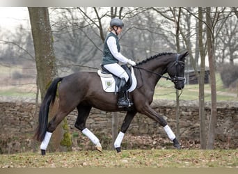 Trakehner, Castrone, 4 Anni, 164 cm, Baio scuro