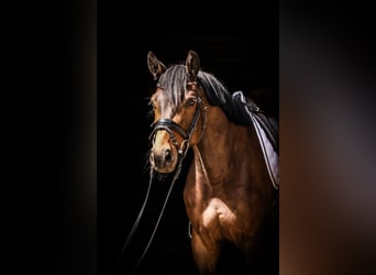Trakehner, Castrone, 4 Anni, 164 cm, Baio scuro