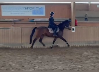 Trakehner, Castrone, 4 Anni, 165 cm, Baio