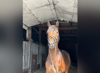 Trakehner, Castrone, 4 Anni, 165 cm, Baio