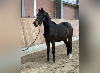 Trakehner, Castrone, 4 Anni, 165 cm, Baio scuro