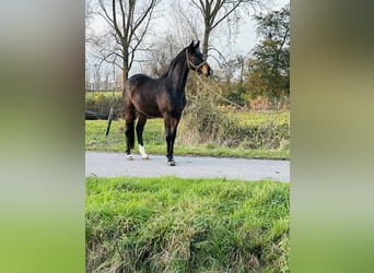 Trakehner, Castrone, 4 Anni, 165 cm, Baio scuro
