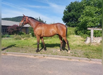Trakehner, Castrone, 4 Anni, 166 cm, Baio