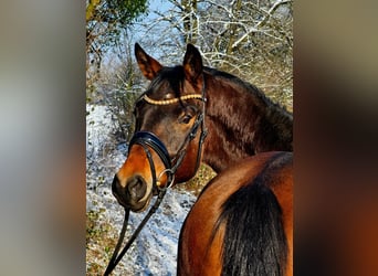 Trakehner, Castrone, 4 Anni, 166 cm, Baio