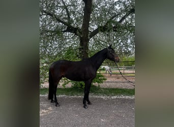 Trakehner, Castrone, 4 Anni, 166 cm, Baio