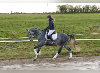 Trakehner, Castrone, 4 Anni, 166 cm, Grigio