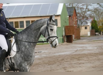 Trakehner, Castrone, 4 Anni, 166 cm, Grigio