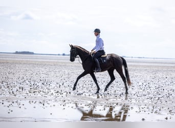 Trakehner, Castrone, 4 Anni, 167 cm, Baio nero