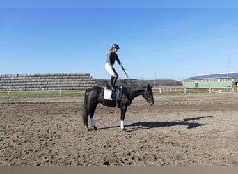 Trakehner, Castrone, 4 Anni, 167 cm
