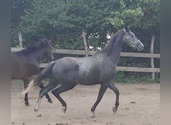 Trakehner, Castrone, 4 Anni, 167 cm, Grigio