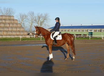 Trakehner, Castrone, 4 Anni, 167 cm, Sauro
