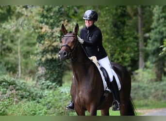 Trakehner, Castrone, 4 Anni, 168 cm, Baio