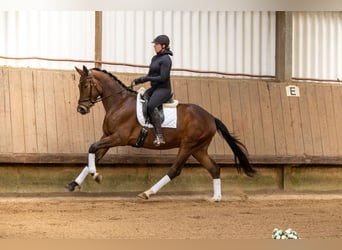 Trakehner, Castrone, 4 Anni, 168 cm, Baio