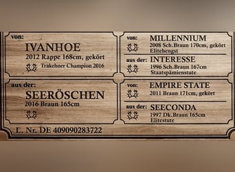 Trakehner, Castrone, 4 Anni, 168 cm, Baio