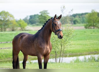 Trakehner, Castrone, 4 Anni, 168 cm, Baio scuro