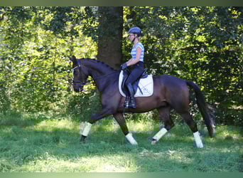 Trakehner, Castrone, 4 Anni, 168 cm, Baio scuro