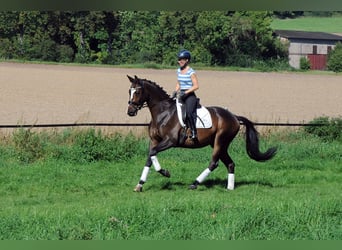 Trakehner, Castrone, 4 Anni, 168 cm, Baio scuro