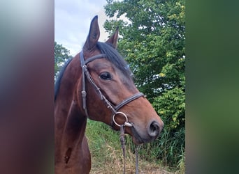 Trakehner, Castrone, 4 Anni, 168 cm, Baio