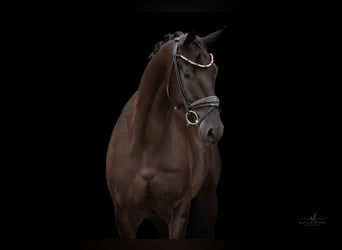 Trakehner, Castrone, 4 Anni, 168 cm, Morello