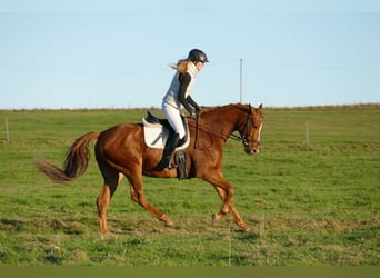 Trakehner, Castrone, 4 Anni, 168 cm, Sauro