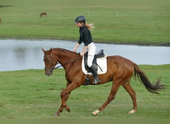 Trakehner, Castrone, 4 Anni, 168 cm, Sauro scuro