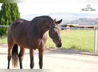Trakehner, Castrone, 4 Anni, 169 cm, Baio