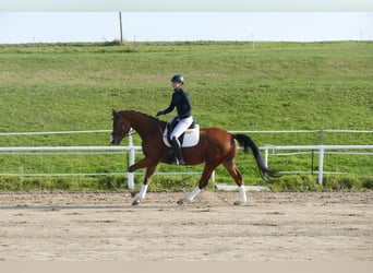 Trakehner, Castrone, 4 Anni, 169 cm, Baio